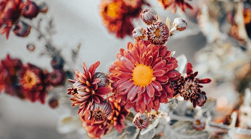 Delivering Flowers with Care: A Unique Errand Service in China